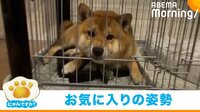 【映像】鼻をゲージに差し込む柴犬(子犬時代)