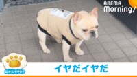 【映像】“クセ強”な散歩拒否をするフレンチブルドッグ