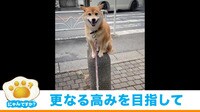“高み”を目指すストイックな柴犬