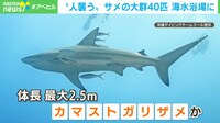 【映像】海水浴場の近くに現れた“40匹超のサメ”