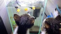 ミキ亜生、保護猫2匹に金魚の存在気づかれ「めちゃくちゃ焦った」