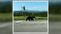 道路の上を野生のヒグマが“のそのそ”