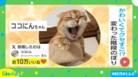 【映像】ネコバスのように階段をのぼる“クセ強”な猫