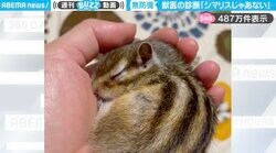 かわいすぎる…！飼い主の“手のひら”で丸まって眠るシマリスに「警戒心が無くて信頼してるんだろうな」「見てるだけで手のひらの感覚が伝わってくる…」と反響