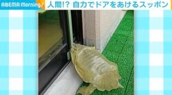 ガラガラッ… ドアを開ける“スッポン”の貴重映像が260万回再生の反響
