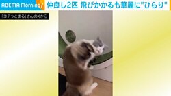 華麗な受け流し!! 弟猫の攻撃をかわす兄の“避けテク”に「大人の対応」「ヤバイ、カッコよすぎる」と反響