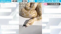 美大生による“ヘビの木彫り彫刻” 超リアルな造形に絶賛の嵐！「生きてるみたい」「躍動まで感じます」