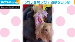 尻尾でバサバサ！ 眠る姉犬の顔に容赦なく“攻撃”する妹犬 「本当に迷惑そう」「後ろめっちゃ訴えてるやん（笑）」と反響