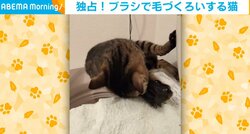 ちくちく感にドハマリ？ “セルフブラッシング”に夢中になるネコが話題