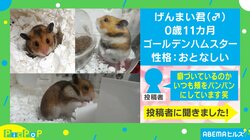「頬はともかく顔！ｗｗ」エサをパンパンに詰めすぎた欲張りハムスターの“衝撃的な末路”に反響