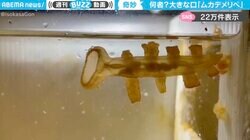 「ひゃ〜っ」トランペットのような形の不思議な生き物“ムカデメリベ”に「水木しげる感あるなぁ」「ウミウシの類？」と反響