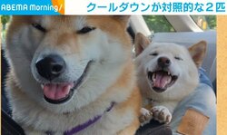 ヘソ天！白目！舌でろ～ん！ 飼い主もビックリな“ホラー顔”で「クールダウン」する柴犬に反響