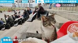 競馬場なのに“猫だらけ”の珍光景…150万人を癒した“世界一ネコが保護されるレース場”の日常にほっこり