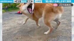 柴犬が掘り掘り→くるくる回転→カメラに激突 無邪気な姿に「倒れるのかわいすぎ」悶絶の声
