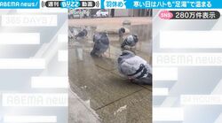 【あったかい】寒い日にのんびりと足湯を楽しむハトたちがかわいすぎる！人間のように身体をブルっと震わせながら温まる姿も「みんな気持ち良さげ～」
