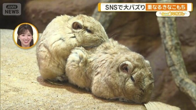 グンディ