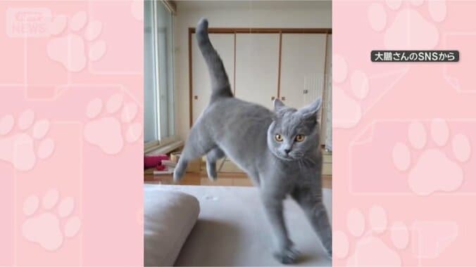 ステップするにゃん