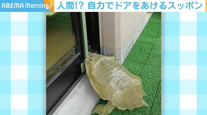 ガラガラッ… ドアを開ける“スッポン”の貴重映像が260万回再生の反響 1枚目