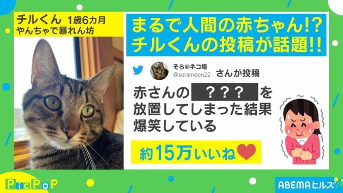 赤ちゃんのおしゃぶりをくわえた猫 完璧に使いこなす姿に飼い主爆笑 「可愛すぎだろ!!」「これが噂の赤ニャンか」反響続々 1枚目