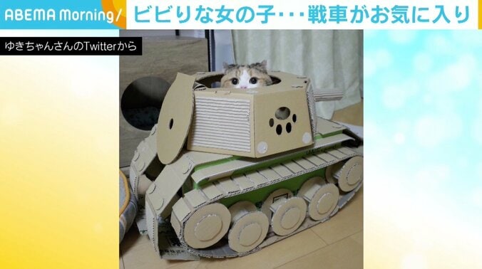 ビビりなマンチカンの女の子、お気に入りの場所は「戦車」 反響に自作した飼い主は喜び 1枚目