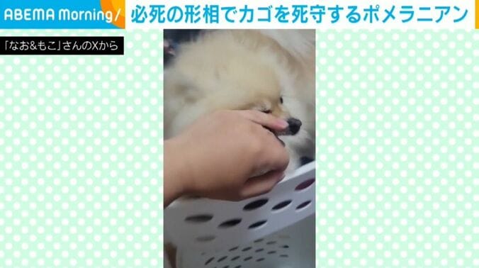 もこちゃん