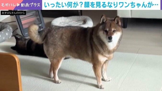 柴犬の花ちゃん