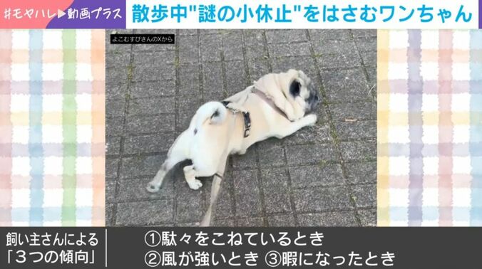 パグの横綱ちゃん