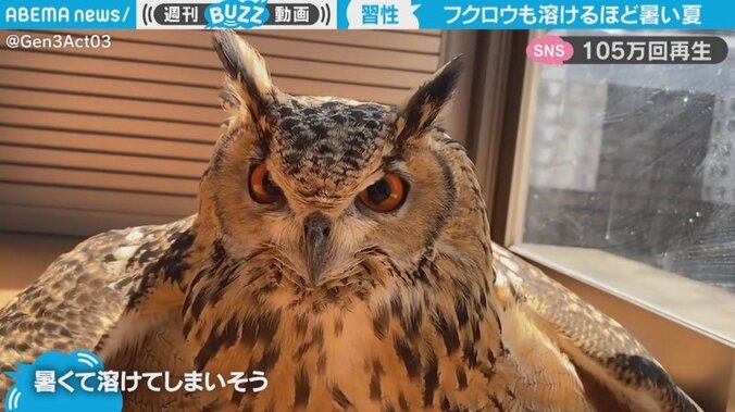 翼を広げ“だらーん” 猛暑で溶けているようなポーズのフクロウに「熱中症に気をつけて」と反響 1枚目