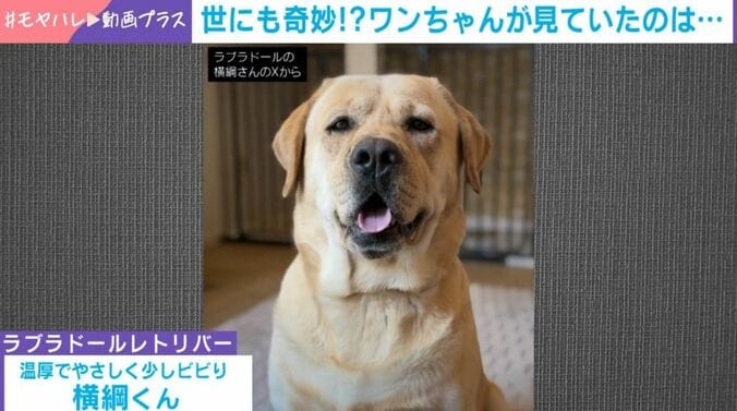 ラブラドール・レトリバーの「横綱くん」