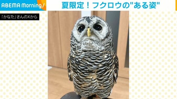 フクロウのかなたちゃん