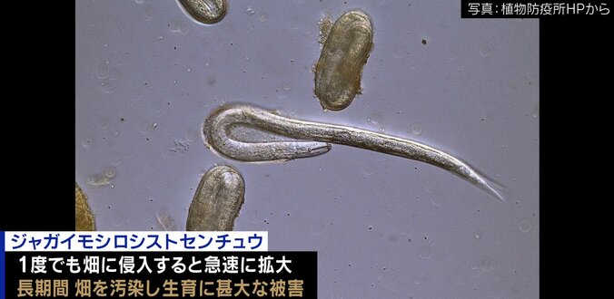 農家が恐れる病害虫“ジャガイモシロシストセンチュウ”とは