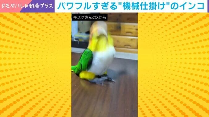 シロハラインコのパルくん（4歳）