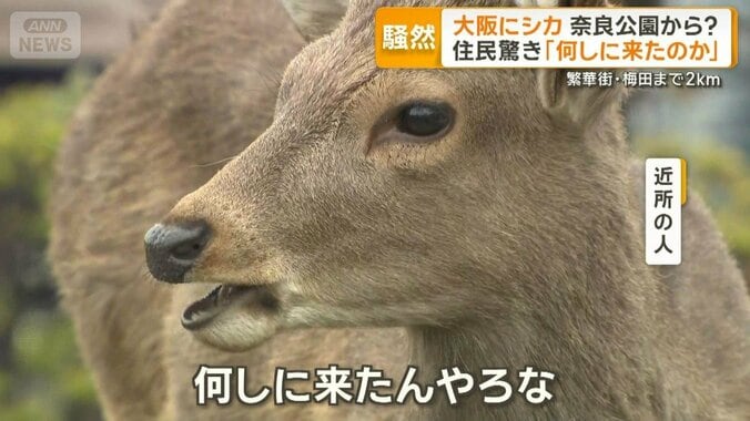 大阪市にシカ　梅田まで2km　奈良公園から山越えか　エサ与えぬよう呼びかけ 1枚目