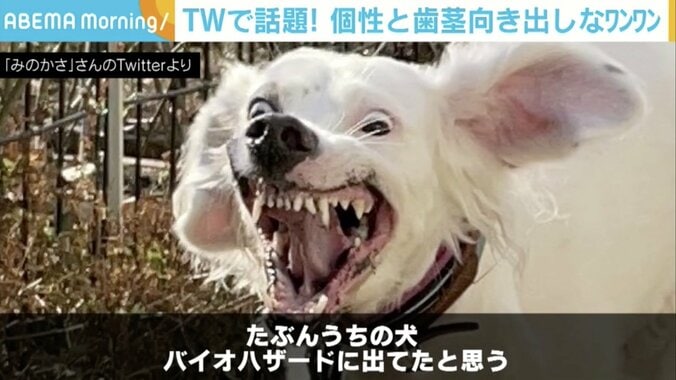 「ケルベロスのよう」「魔除けにしたい」 “うちの犬、バイオハザードに出てたと思う”投稿写真に反響 1枚目