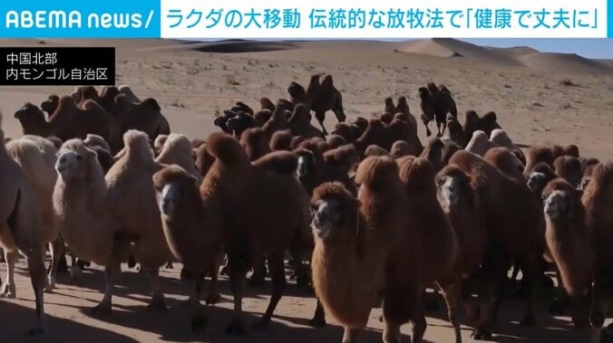 大移動するラクダ