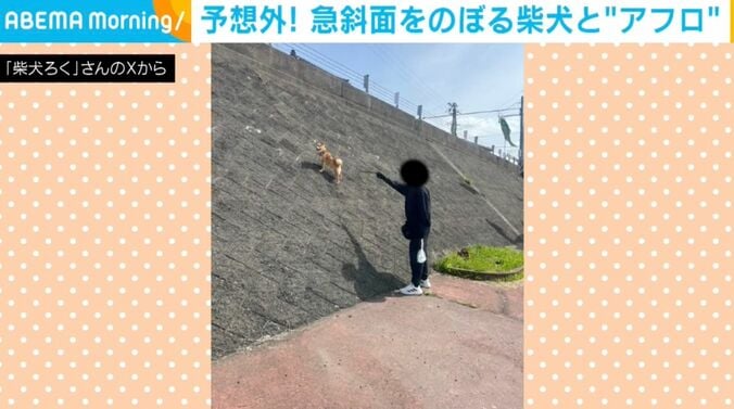 柴犬の禄くん