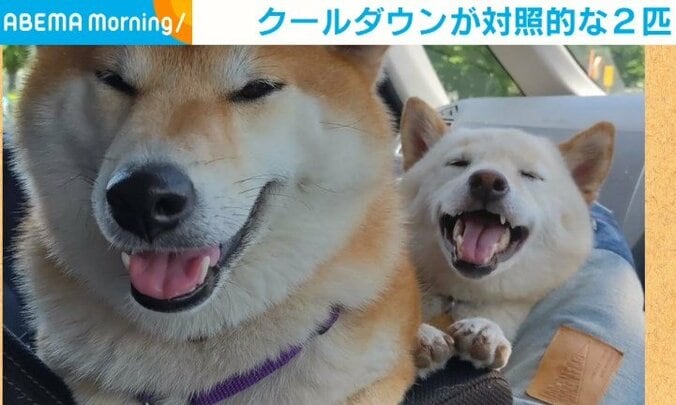 ヘソ天！白目！舌でろ～ん！ 飼い主もビックリな“ホラー顔”で「クールダウン」する柴犬に反響 1枚目