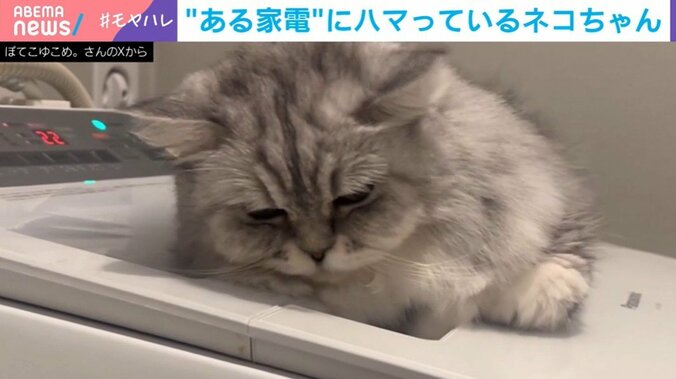 洗濯機の揺れを堪能するこゆきちゃん