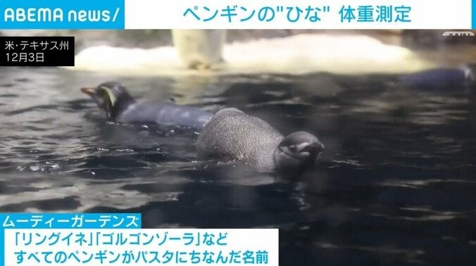 泳ぐペンギン