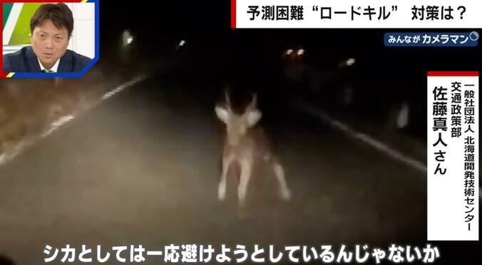 愛知・岡崎市の道路に現れたシカ