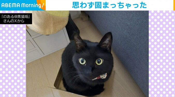 黒猫の「のある」ちゃん（4歳）
