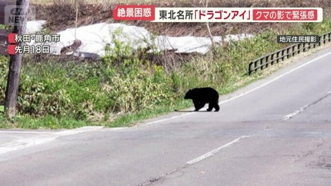 道路を歩くクマ