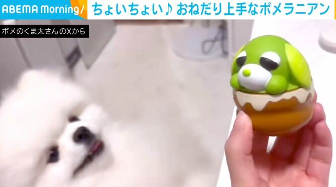 ポメラニアン・くま太
