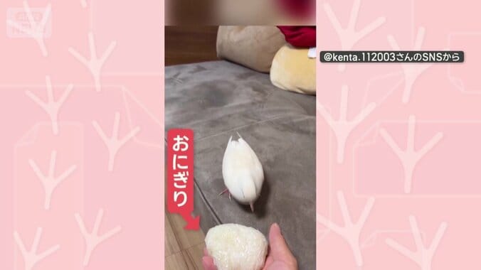 おにぎりにも！