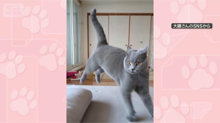 ステップするにゃん