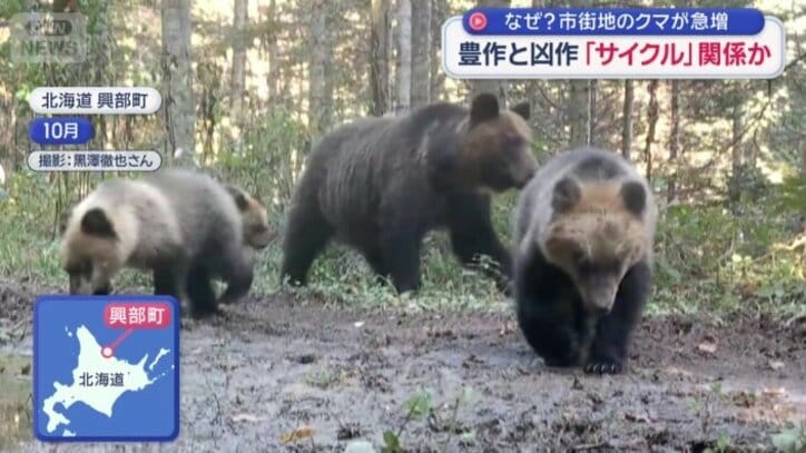 子グマが3頭いる親子のヒグマ