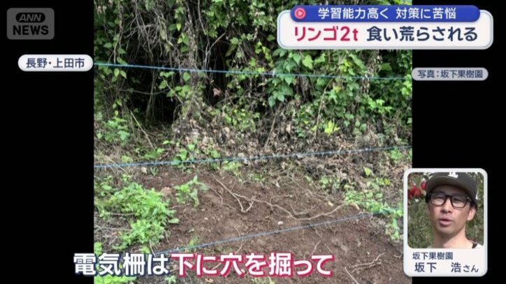 電気柵を設置したが何度もクマ侵入