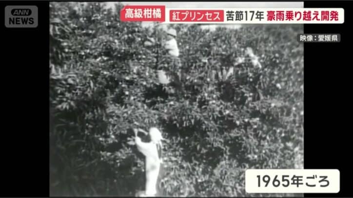 昭和40年ごろのみかん畑の様子