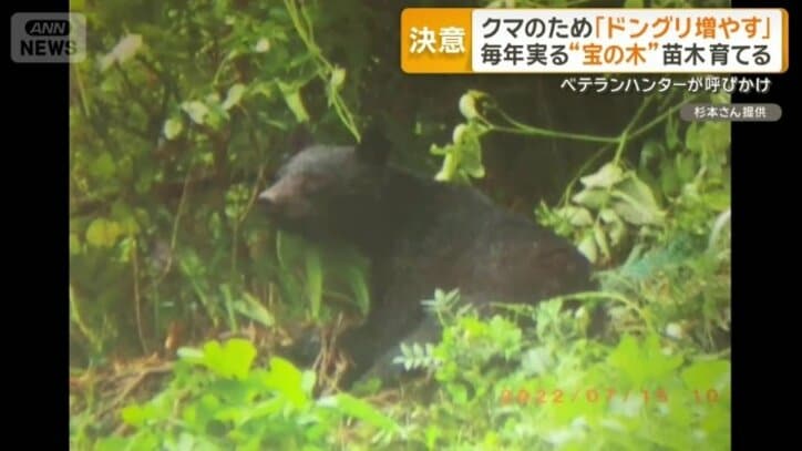 神奈川県で目撃されたクマ