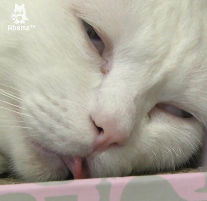 どうしてこうなるの イケメン猫のギャップが凄まじすぎる その他 Abema Times